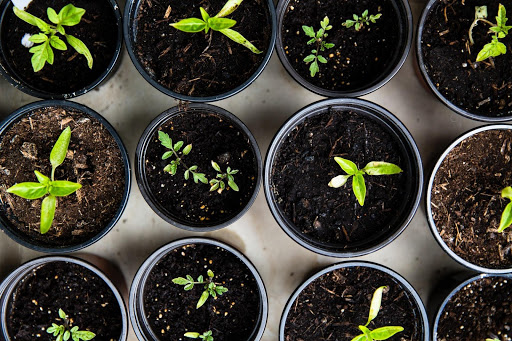 grow-vegetables-indoors