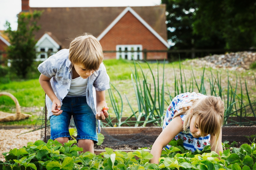 grow healthy food