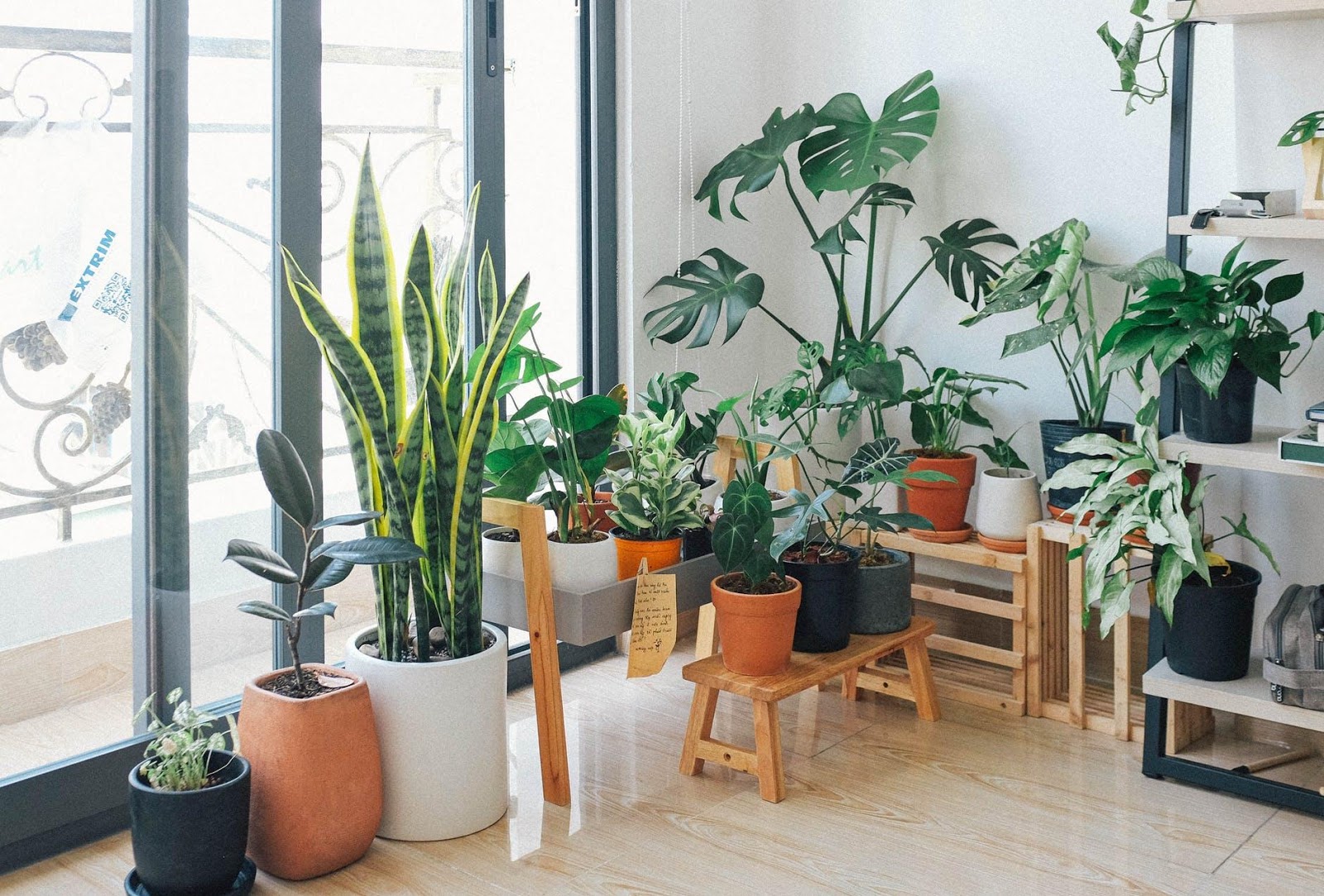 most-demanding-houseplants