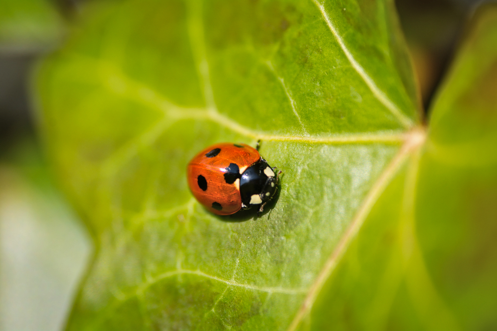 protect-family-from-common-pests